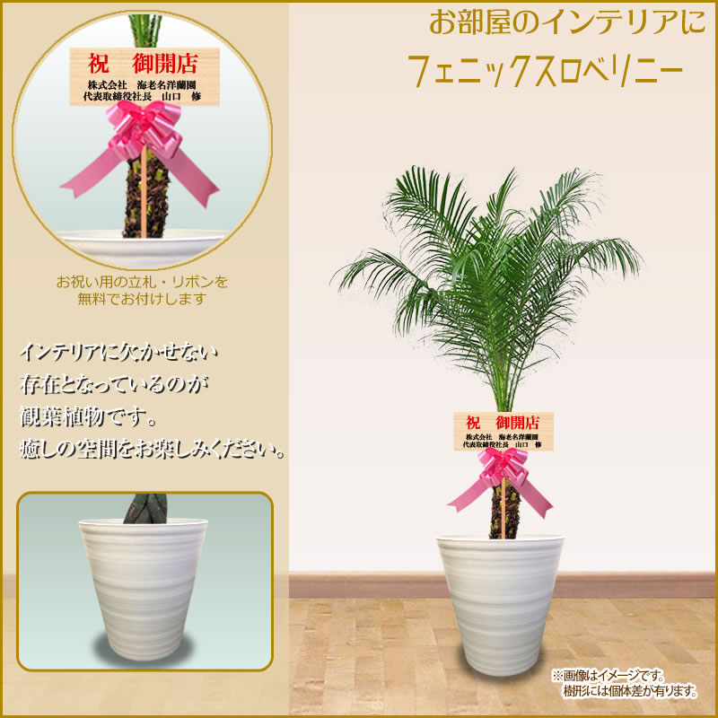 フェニックスロベリニー10号鉢