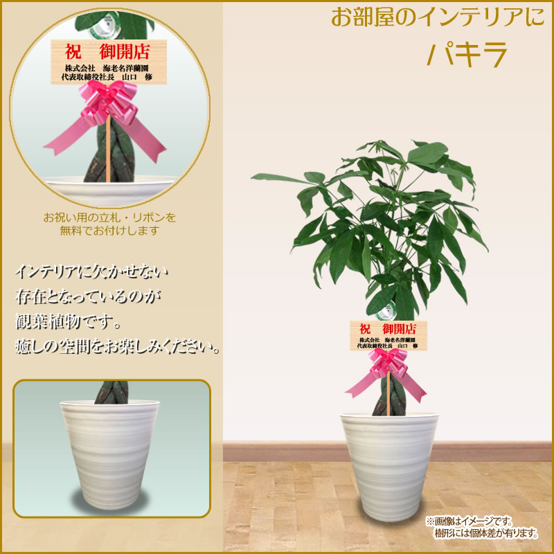 パキラ10号鉢