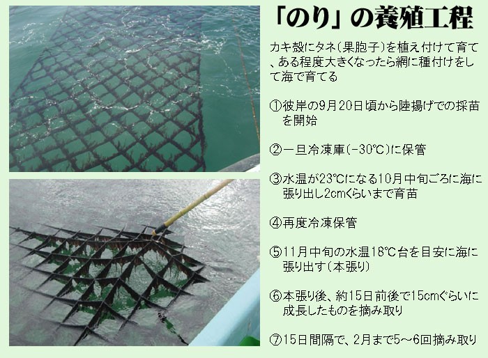 海苔の養殖工程