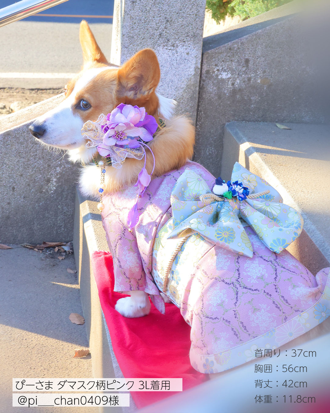 犬 猫 服 着物 袴 ペット お祝い 端午の節句 ひなまつり 和服 和装 記念撮影 七五三 お正月 インスタ おいぬさま おねこさま  OINUSAMA ONEKOSAMA｜sweet-mommy｜03