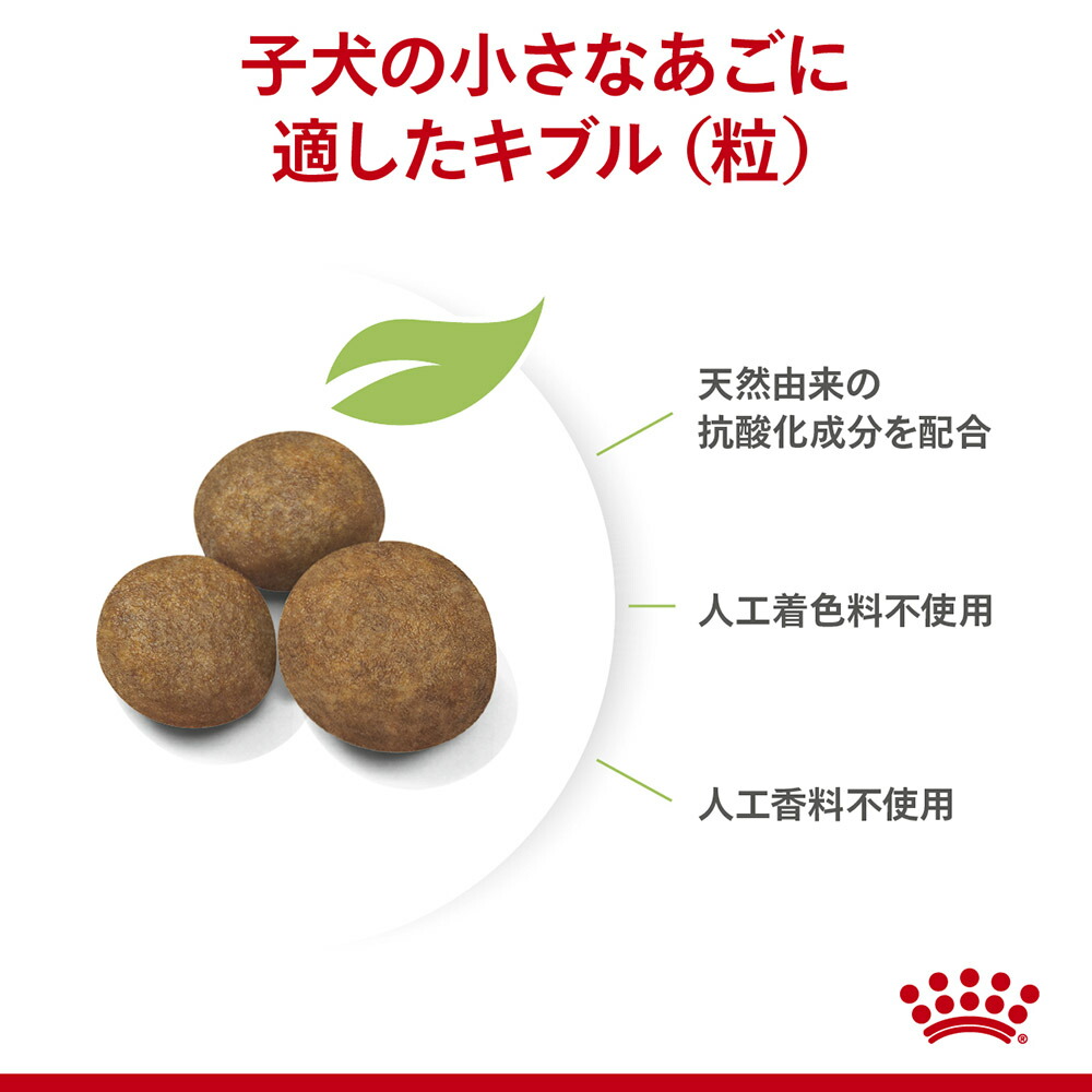 ロイヤルカナン マキシパピー 10kg  (犬・ドッグ) [正規品]