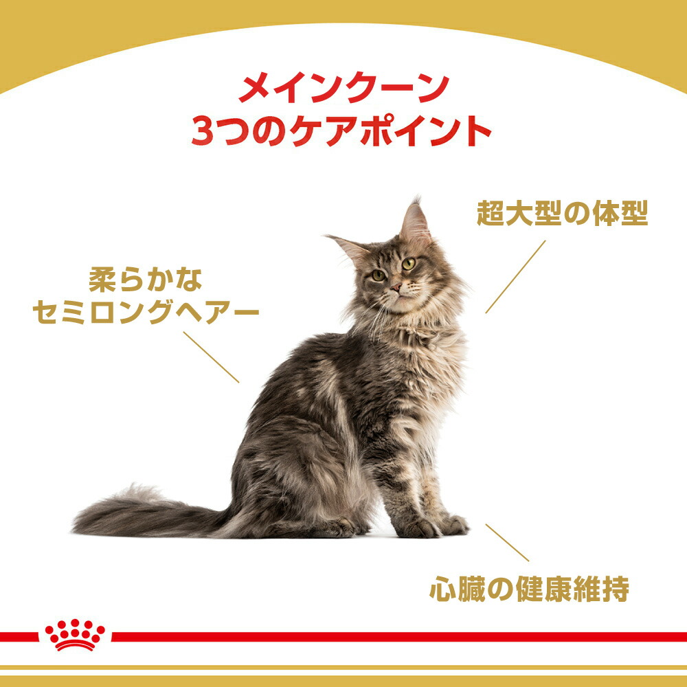 ロイヤルカナン メインクーン  (猫・キャット)[正規品]