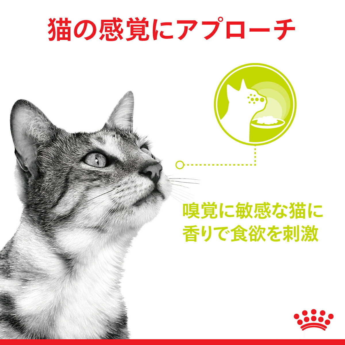 【85g×12袋】ロイヤルカナン FHN ウェット センサリースメル 香りにこだわりがある猫用 (猫・キャット)[正規品]｜sweet-pet｜06