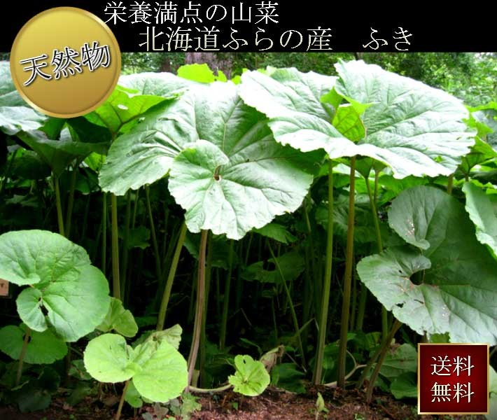 2018fuki02.jpg
