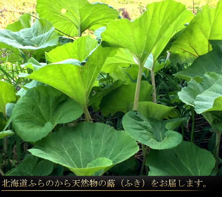 2025年春ご予約販売 山菜 ふき 天然物 無農薬 北海道富良野産