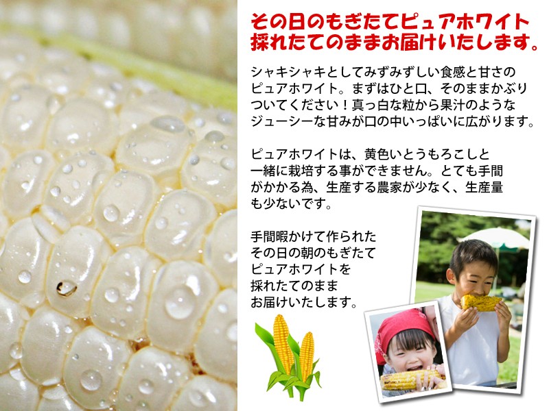 6400円 無料 ふるさと納税 富良野市 生で食べられる 白いトウモロコシ ピュアホワイト10本入り 6400円 無料 ふるさと納税 富良野市 生で食べられる 白いトウモロコシ ピュアホワイト10本入り