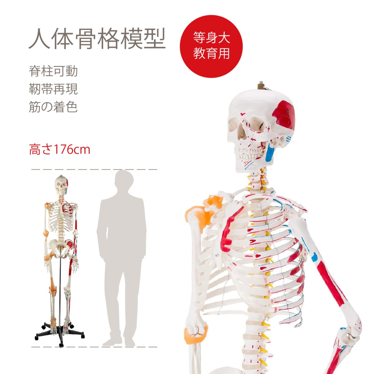 人体模型　等身大　スタンド式 お得】 楽天市場】人体模型 骨格模型 骨 等身大 展示スタンド
