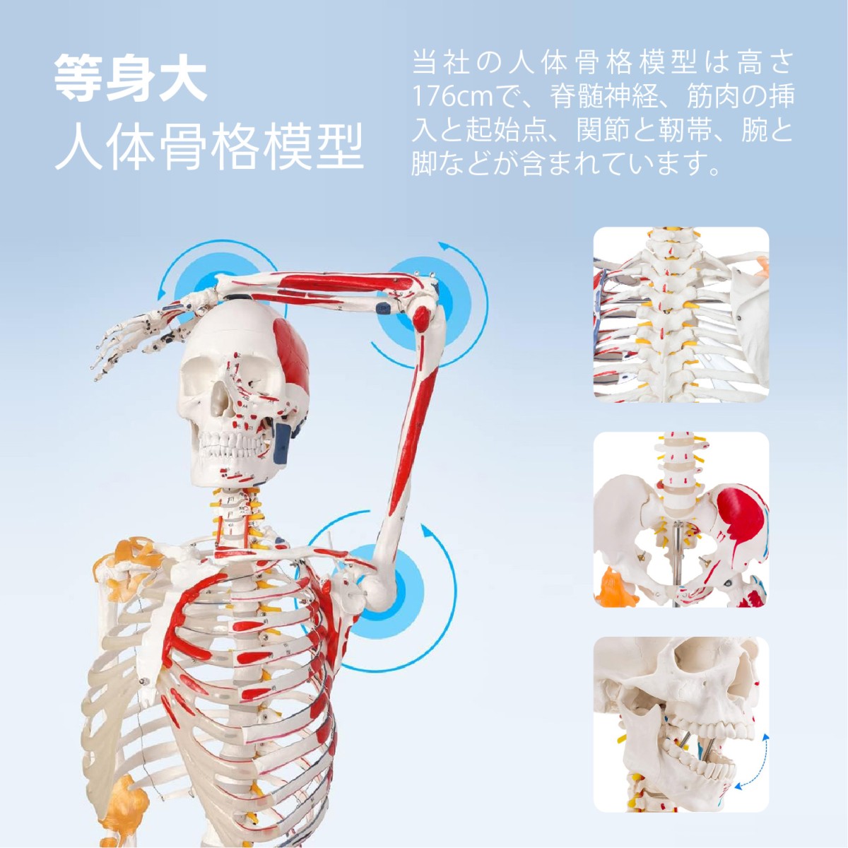 人体骨格模型 教育用 等身大 人体模型 筋の着色 靭帯再現 脊柱