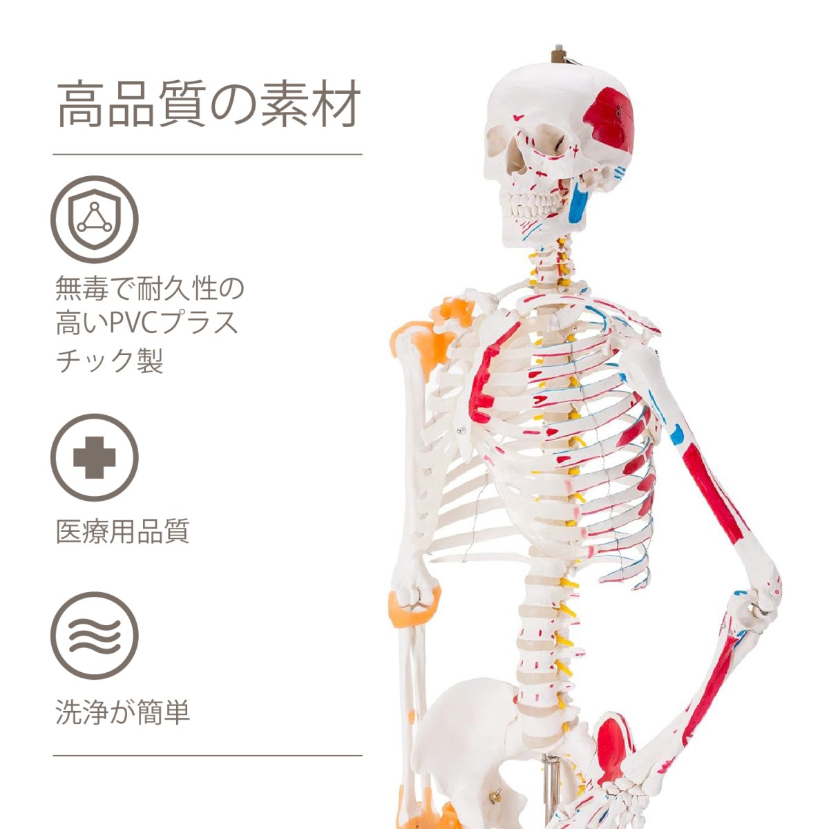 人体骨格模型 教育用 等身大 人体模型 筋の着色 靭帯再現 脊柱