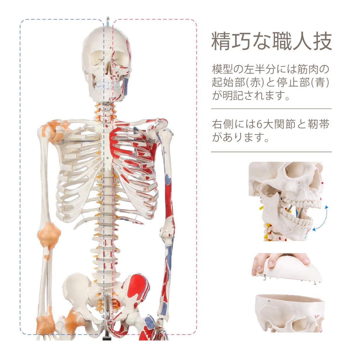 等身大 人体模型 筋肉構造 詳細 Amazon.co.jp: 等身大筋肉フィギュア 人体筋肉解剖モデル