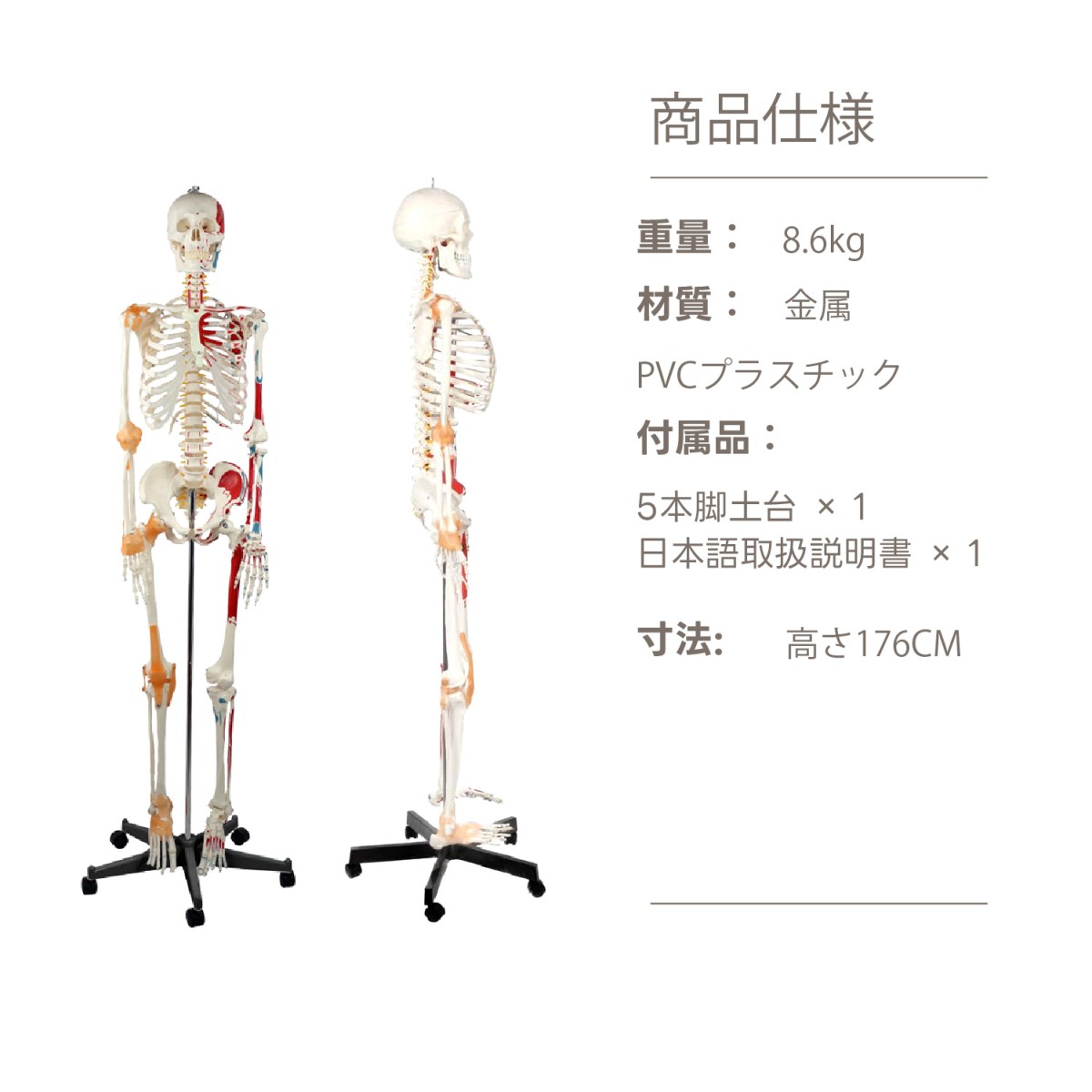 人体骨格模型 教育用 等身大 人体模型 筋の着色 靭帯再現 脊柱