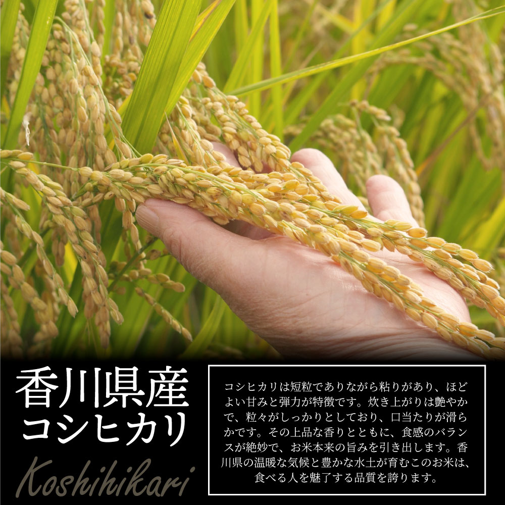 新米 米 6kg 2kg×3袋 真空パック 小分け コシヒカリ 香川県産 令