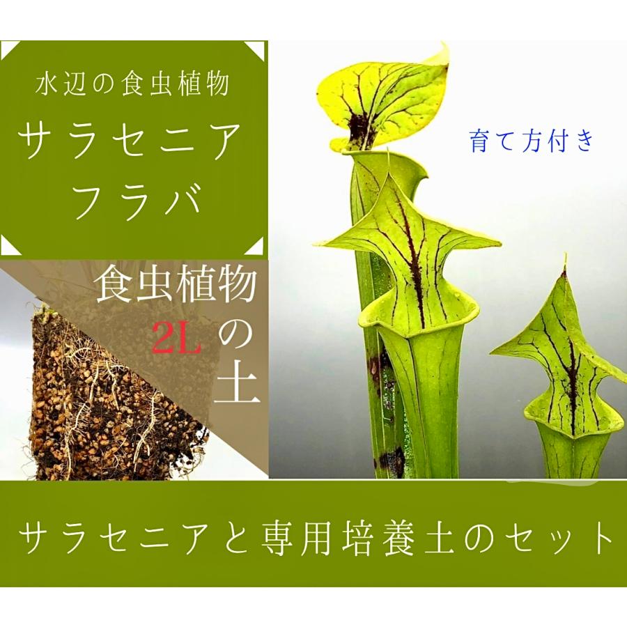 ⭐︎ぴよこさん専用⭐︎【新品未使用】ACANTHUS muta Spray Amazon.co.jp: Great Muta Figure Poison Mist Spray Series
