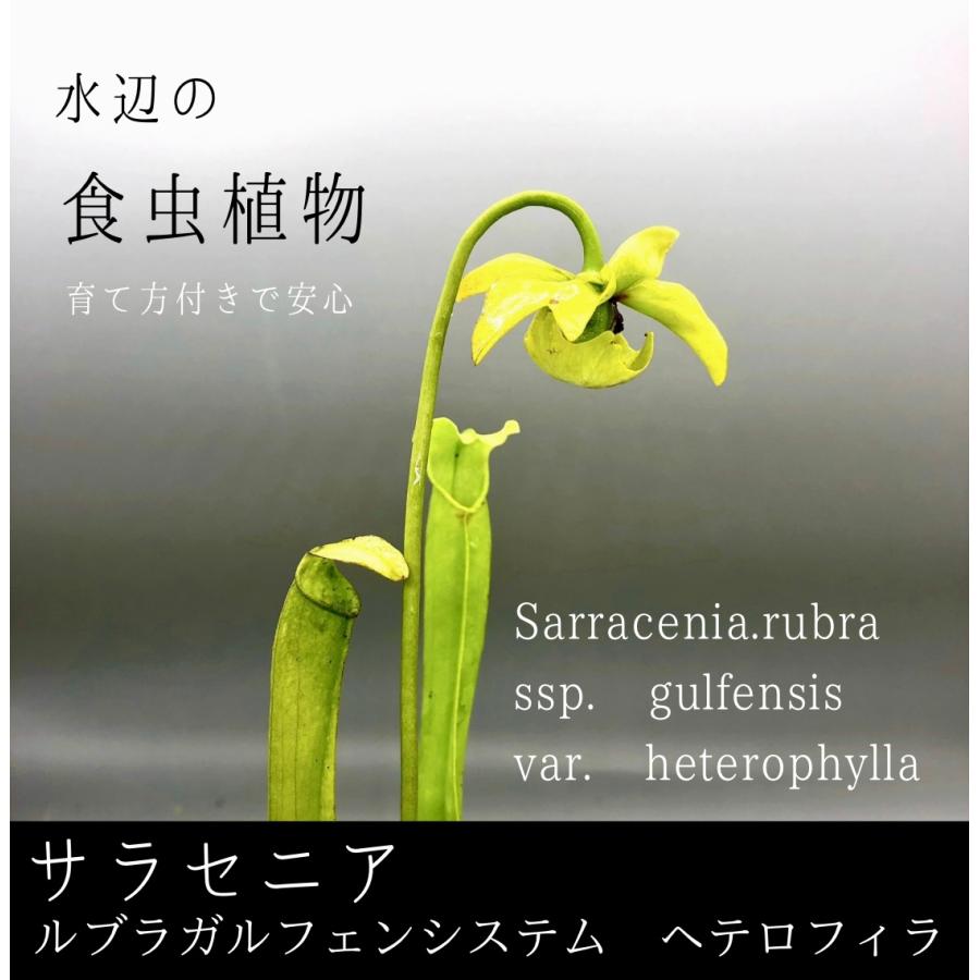 ⭐️Kaneko⭐️商品！よろしければご購入お待ちしております(^^) グリコ ビスコ 15枚（5枚×3パック） 10コ入り 2023/08/08発売