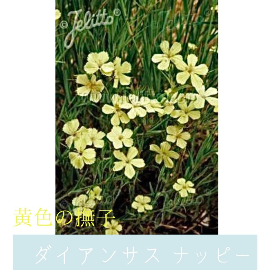 なおこ追加あられ⑱大きめ!❣️ ももホイップ❣️6苗メルカリ便送料込 見元園芸】オリジナルビオラ・パンジー、オリジナルクローバー