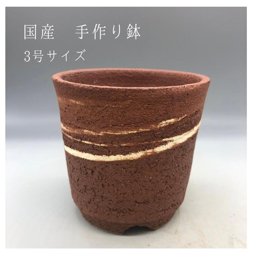 なおこ追加あられ⑱大きめ!❣️ ももホイップ❣️6苗メルカリ便送料込 見元園芸】オリジナルビオラ・パンジー、オリジナルクローバー