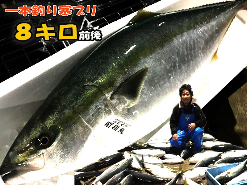 寒ブリ通販 日本海新潟の一本釣り産地漁師からお取り寄せ 8キロ前後 ぶり 鰤 刺身 しゃぶしゃぶ 年末 パーティー 送料無料 水産物応援商品 : 37  : 漁師直送昭和丸 ズワイガニ塩引鮭の新潟村上産直店 - 通販 - Yahoo!ショッピング