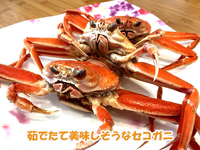 新生活 訳あり 茹でセコガニ 10匹入り 約1.2kg入 冷凍 Bガニ セコガニ せこがに セイコガニ せいこがに コッペガニ こっぺがに 香箱ガニ  香箱がに 松葉ガニ 松葉かに 雌 メス 訳アリ fucoa.cl