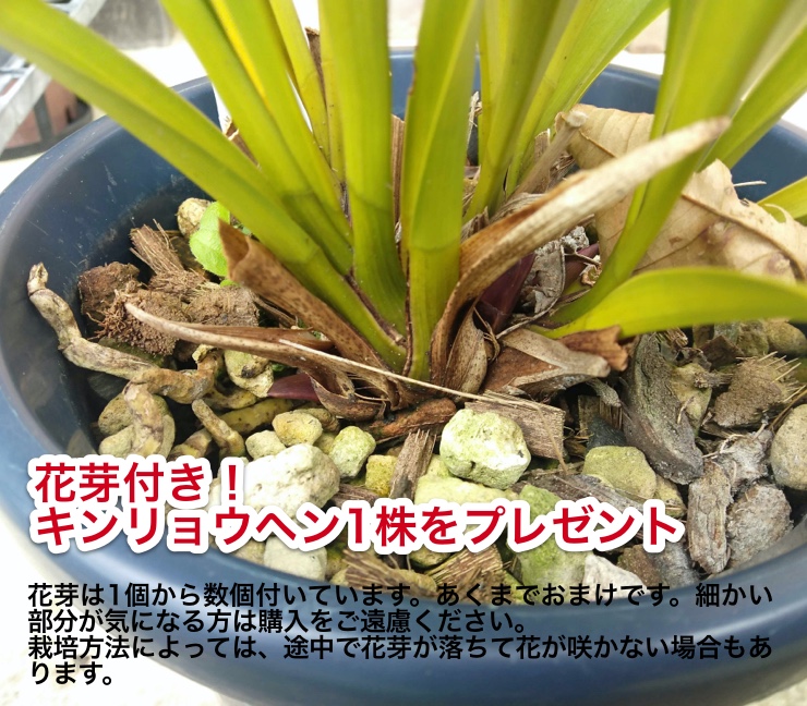 ☆ 日本蜜蜂 飼育巣箱 みつばち 日本ミツバチ 重箱式 巣箱