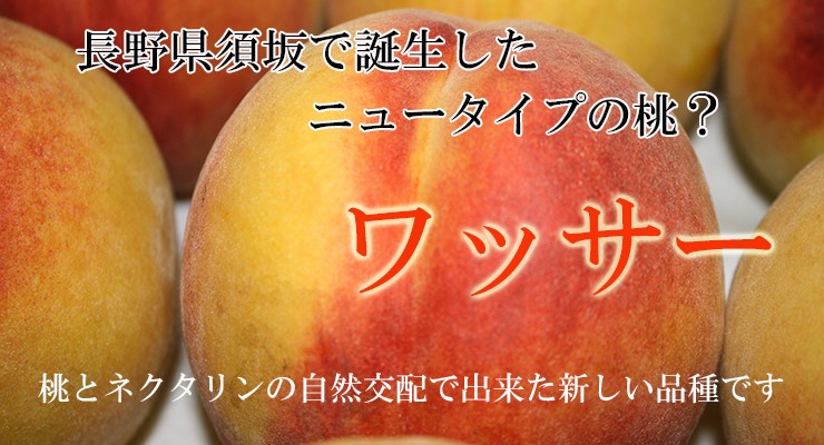 長野県産 ワッサー 約2kg 送料無料 桃 希少品種 : 旬彩ねっと
