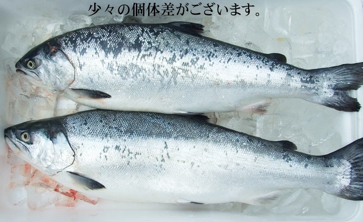 1560円 大幅にプライスダウン 鳥取県産境港サーモン 銀鮭 フィーレ 400-500ｇ程度 生食用冷凍