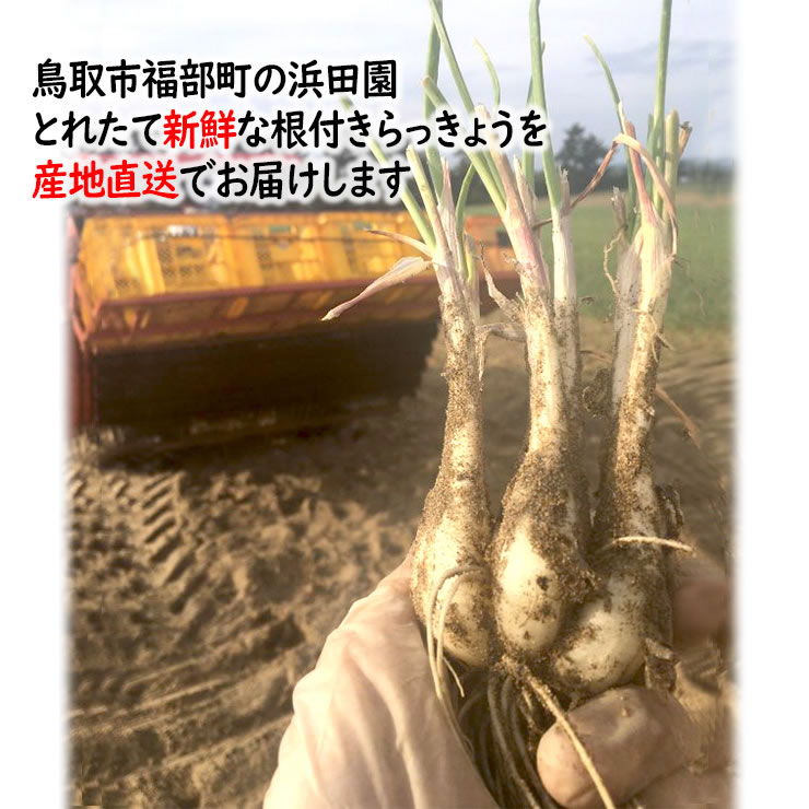 優れた品質 鳥取県産 特別栽培 田中さんの北条砂丘らっきょう漬け220g 新物らくだらっきょう 送料無料 北海道 沖縄を除く 