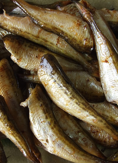 无头ハタハタ一夜干し どっさり3kg(180-240尾程度入)[冷冻]