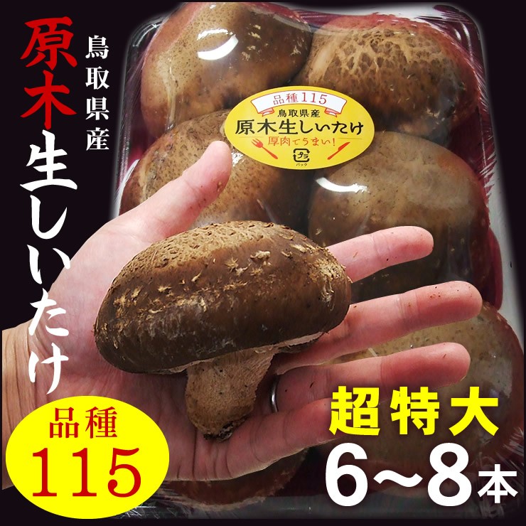 鳥取県産 品種115 原木 生しいたけ 椎茸 肉厚ジャンボサイズ 6〜8本入り 冷蔵便 送料無料 茸王 たけおう