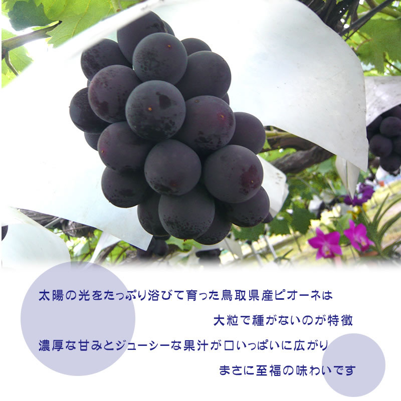 倉田農園　自家用ぶどう　窪 倉田農園 自家用ぶどう 窪様専用の通販 by yasu_kurata's shop