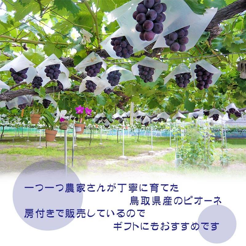 幸田ぶどう園 種無しぶどう ピオーネ 自家用 約2kg前後で3-5房