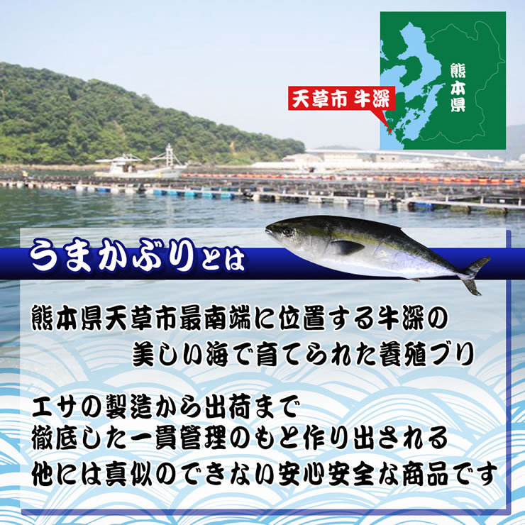 うまかぶり 寒ブリ 養殖 1匹 4kg前後 活締め 送料無料 鳥取の醤油 大山むらさき１本プレゼント 鰤 ブリ ギフト お歳暮  :umakaburi4:本物を追求する フォーシーズン - 通販 - Yahoo!ショッピング