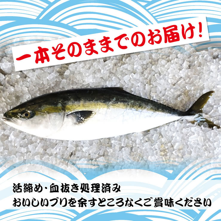 うまかぶり 寒ブリ 養殖 1匹 4kg前後 活締め 送料無料 鳥取の醤油 大山むらさき１本プレゼント 鰤 ブリ ギフト お歳暮