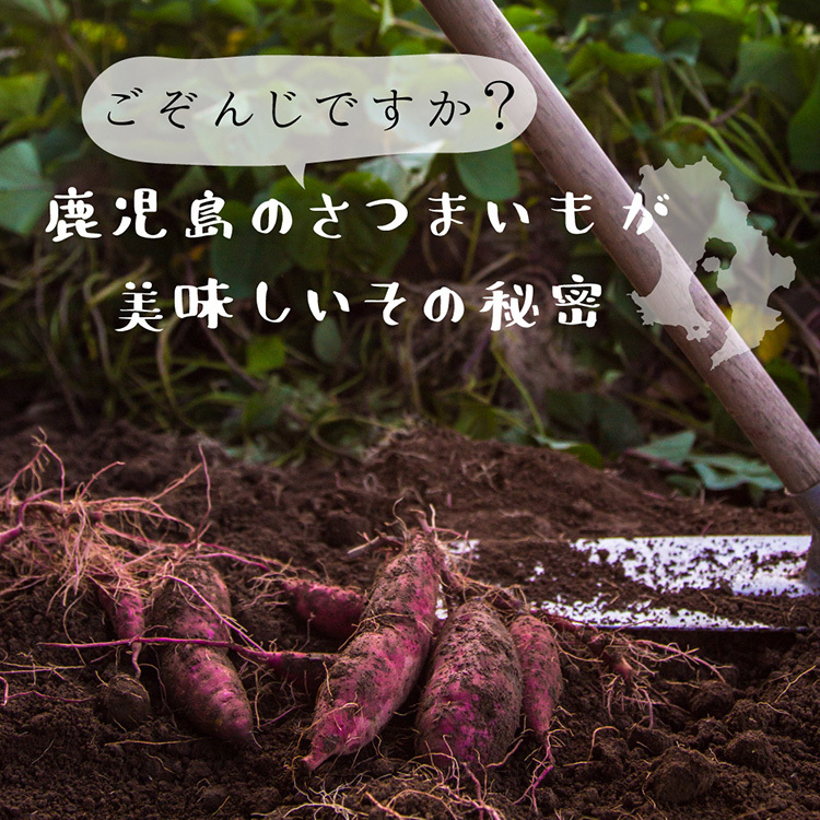 2024年新物 さつまいも 紅はるか 20kg （土付き・大小サイズ混在