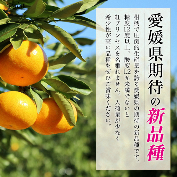 紅プリンセス 青秀 愛媛県産 みかん 約1〜1.3kg 5〜7玉入り 糖度12度