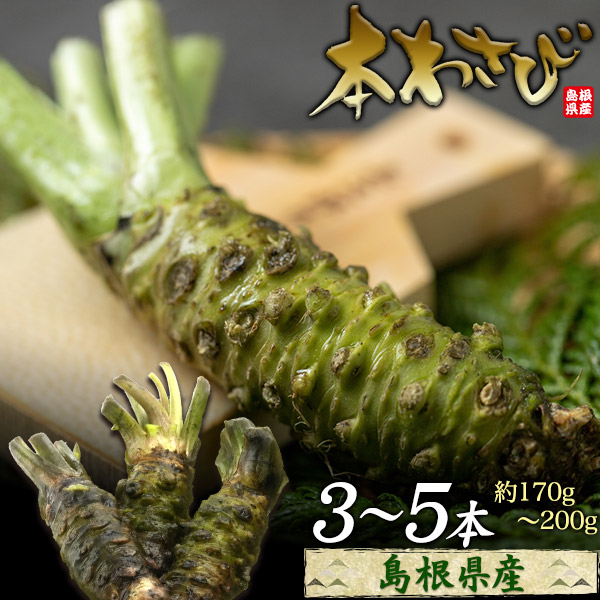 島根県産 本わさび 3〜5本セット 合計約170〜200g 国産 ワサビ 香味