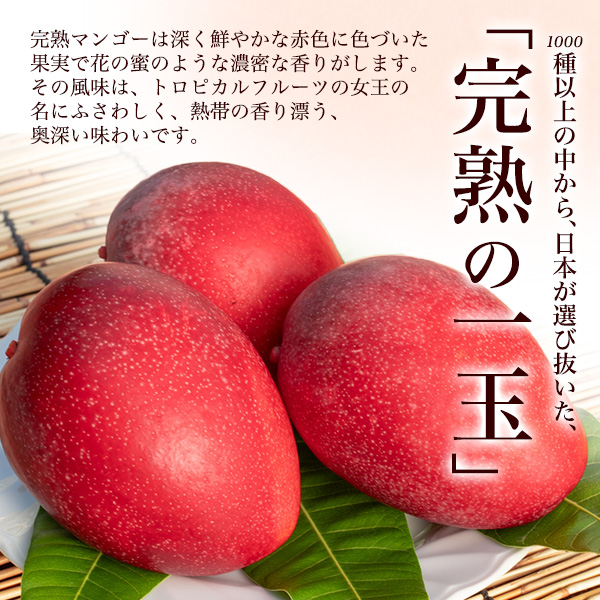 宮崎県産完熟マンゴーとミニマンゴー　2キロ 宮崎県産 マンゴー ミニ Mサイズ 2玉入り 合計約500g前後 国産 完熟