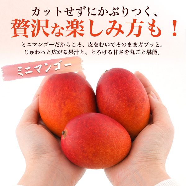 宮崎県産 マンゴー ミニ Mサイズ 2玉入り 合計約500g前後 国産 完熟