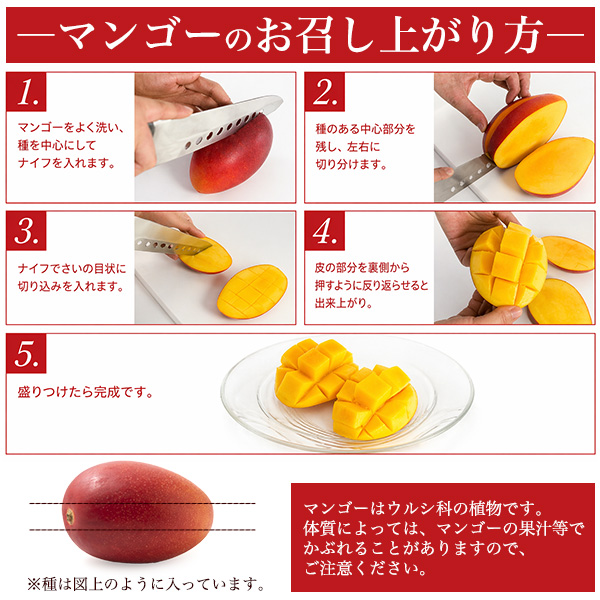 宮崎県産 マンゴー ミニ Mサイズ 2玉入り 合計約500g前後 国産 完熟