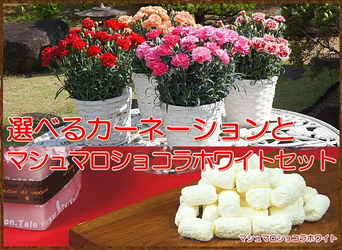 母の日 花 スイーツ 送料無料 4種類から選べる と マシュマロショコラ ホワイト カーネーション鉢植え5号 在庫あり セット