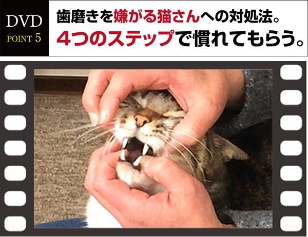 DVD猫さんの歯磨き実践講座歯磨き・口内ケアの全過程を完全収録 : 牛