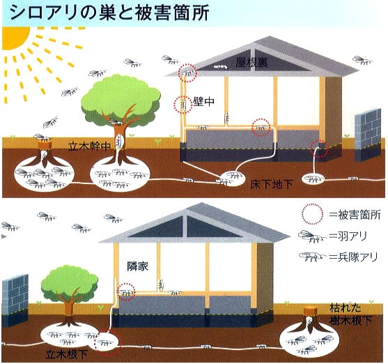 白蟻予防 駆除用 油剤 木材用 強力アリコロン 油剤 14L シロアリ しろあり : wata0289 : ザ・タッキーYahoo!店 - 通販 -  Yahoo!ショッピング