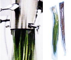 【専用】野菜セット 長物野菜 袋詰機 ベジシューター FK-102 ホッパーW90 と 専用袋