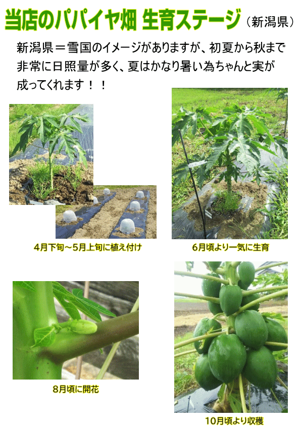 パパイヤ苗 予約商品 5月上旬頃発送 注目の健康野菜 青パパイヤ 洛陽 3 5号ポット苗 発送時期の同じ植物との同梱可能 Papaya Rakuyou Pot Tahiti Marche タヒチマルシェ 通販 Yahoo ショッピング