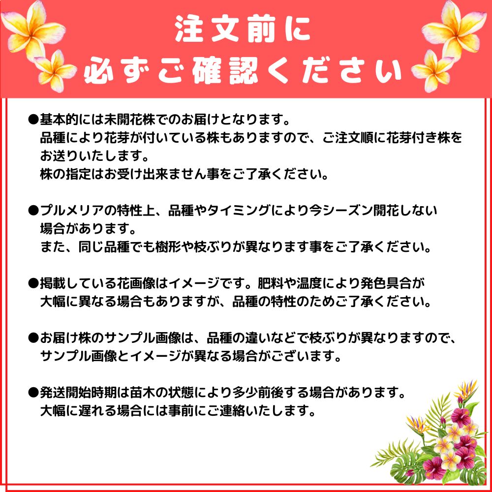 プルメリア 苗 インカゴールド 5号鉢 ☆スタンダード品種☆ : TAHITI