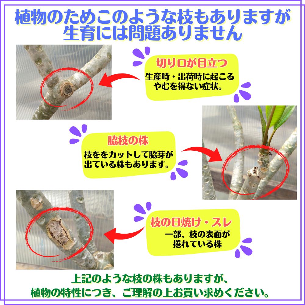 プルメリア 苗 ミニホワイト 5号鉢 ☆スタンダード品種☆ : TAHITI