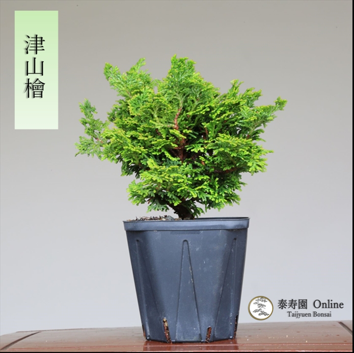 泰寿園 Online