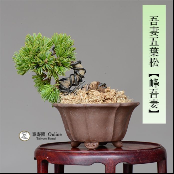 盆栽 吾妻五葉松 八房品種【峰吾妻】 【泰寿園 Online】 : ta00013 : 泰寿園 Online - 通販 - Yahoo!ショッピング