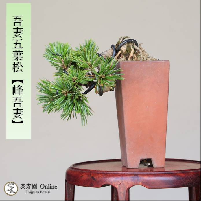 泰寿園 Online