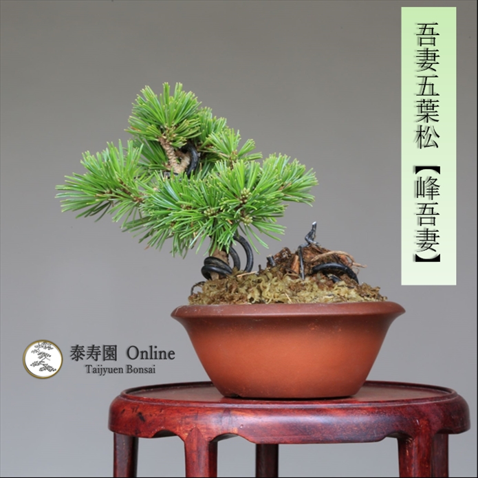 泰寿園 Online