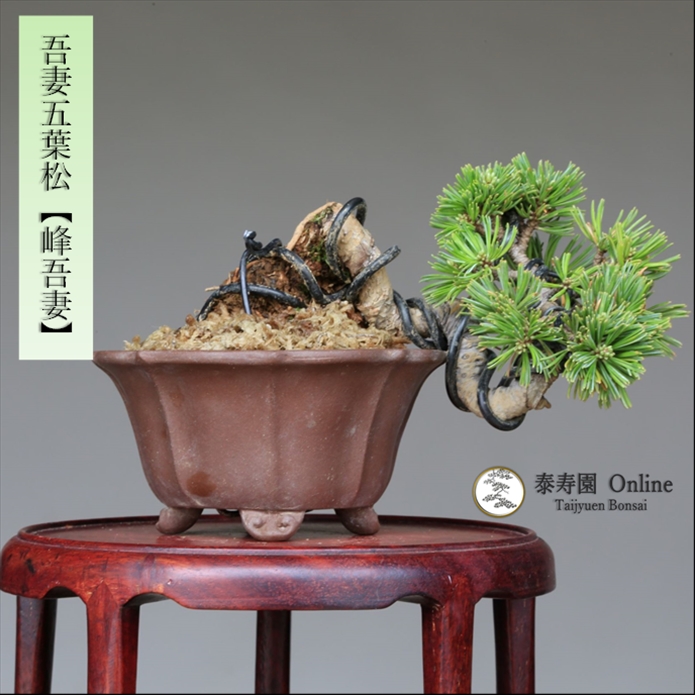 泰寿園 Online